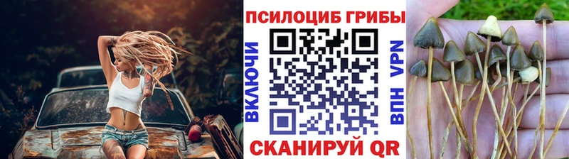 цены   Тавда  Псилоцибиновые грибы мухоморы 